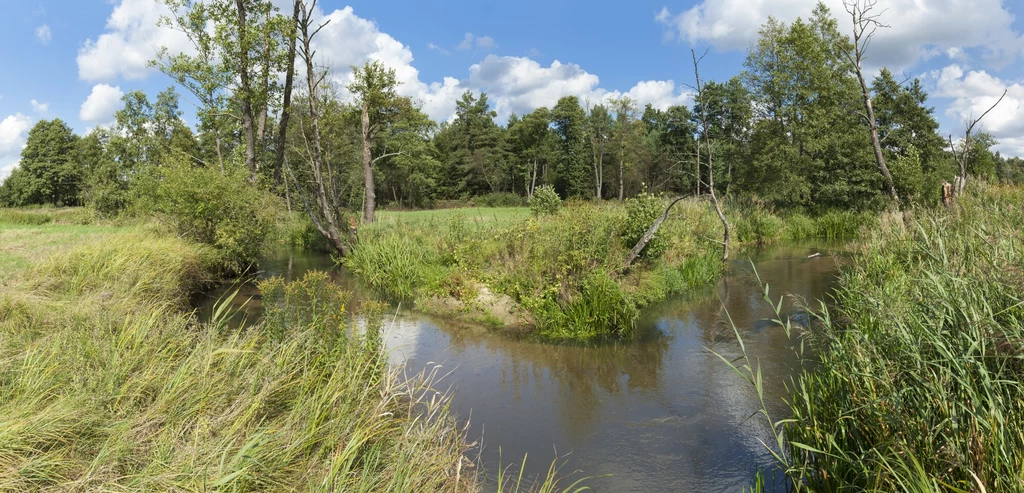 Zakole rzeki otoczone gęstą zielenią, trawami i drzewami, błękitne niebo z białymi chmurami w tle, naturalny krajobraz terenów podmokłych.
