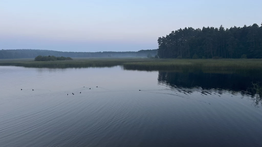 Jezioro otoczone lasem, spokojna tafla wody, po której pływa kilka kaczek, drzewa przy brzegu i delikatna mgła unosząca się nad wodą.