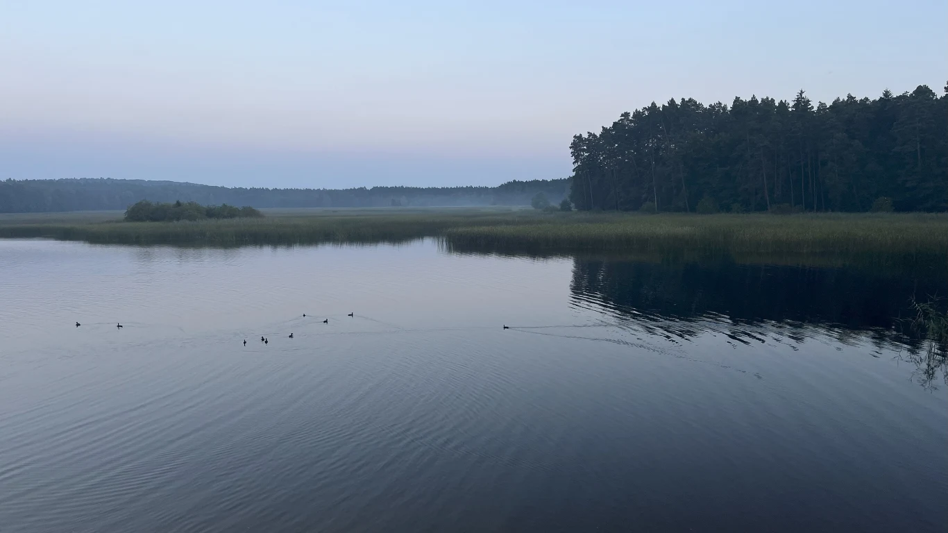 Jezioro otoczone lasem, spokojna tafla wody, po której pływa kilka kaczek, drzewa przy brzegu i delikatna mgła unosząca się nad wodą.