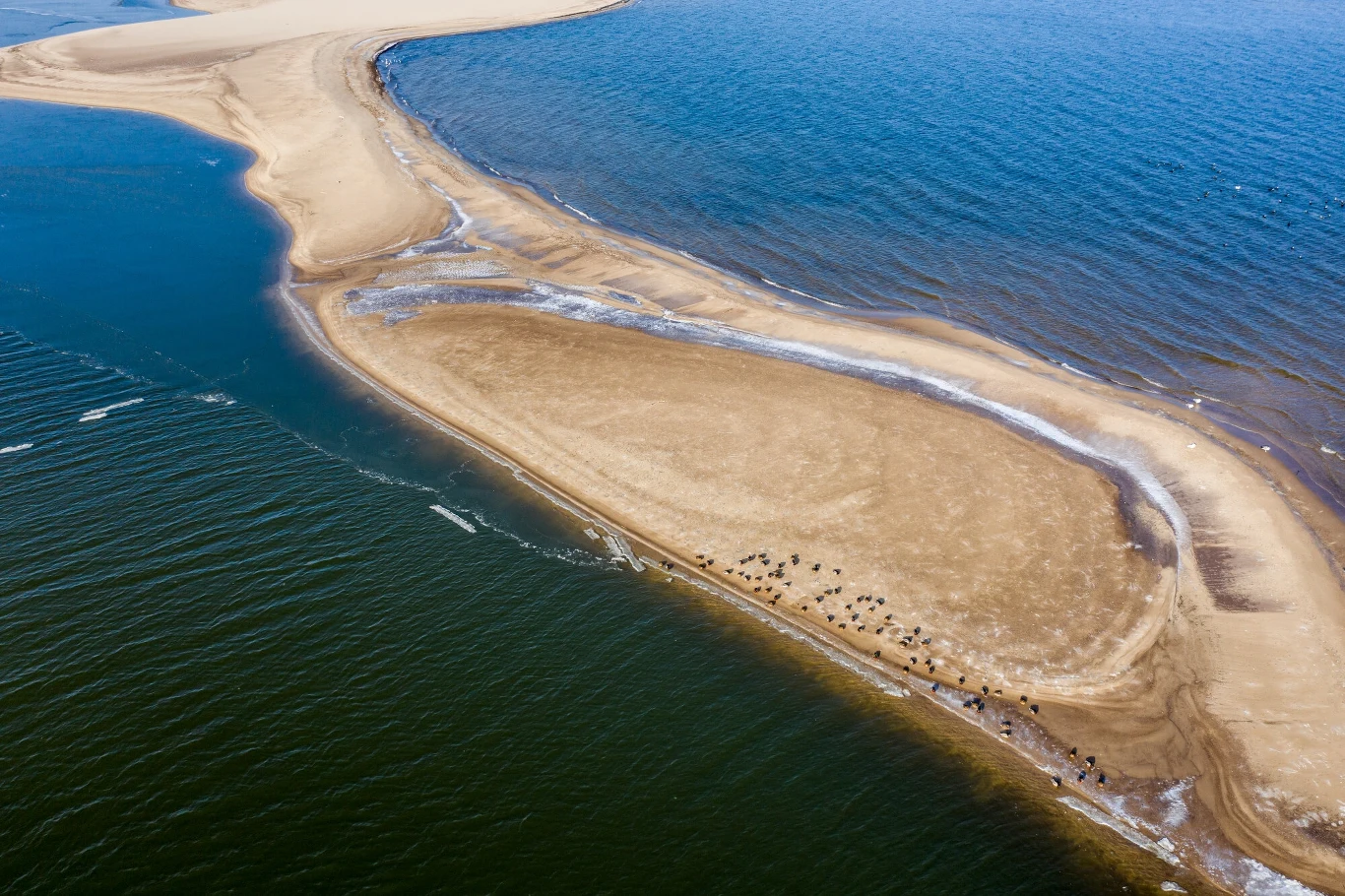 Gdzie zobaczymy foki w Polsce? Warto wybrać się na Półwysep Helski i Pobrzeże Gdańskie Gdzie zobaczymy foki w Polsce? Warto wybrać się na Półwysep Helski i Pobrzeże Gdańskie