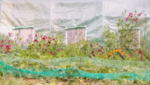 Rozwieś to nad warzywnikiem. Ochronisz plony przed suszą