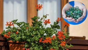 Włóż do każdej doniczki na balkonie. Kwiaty nie zwiędną nawet w najgorętsze dni