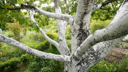 ​Planowałeś wyciąć drzewo na działce? Teraz jest już za późno, a kary są surowe