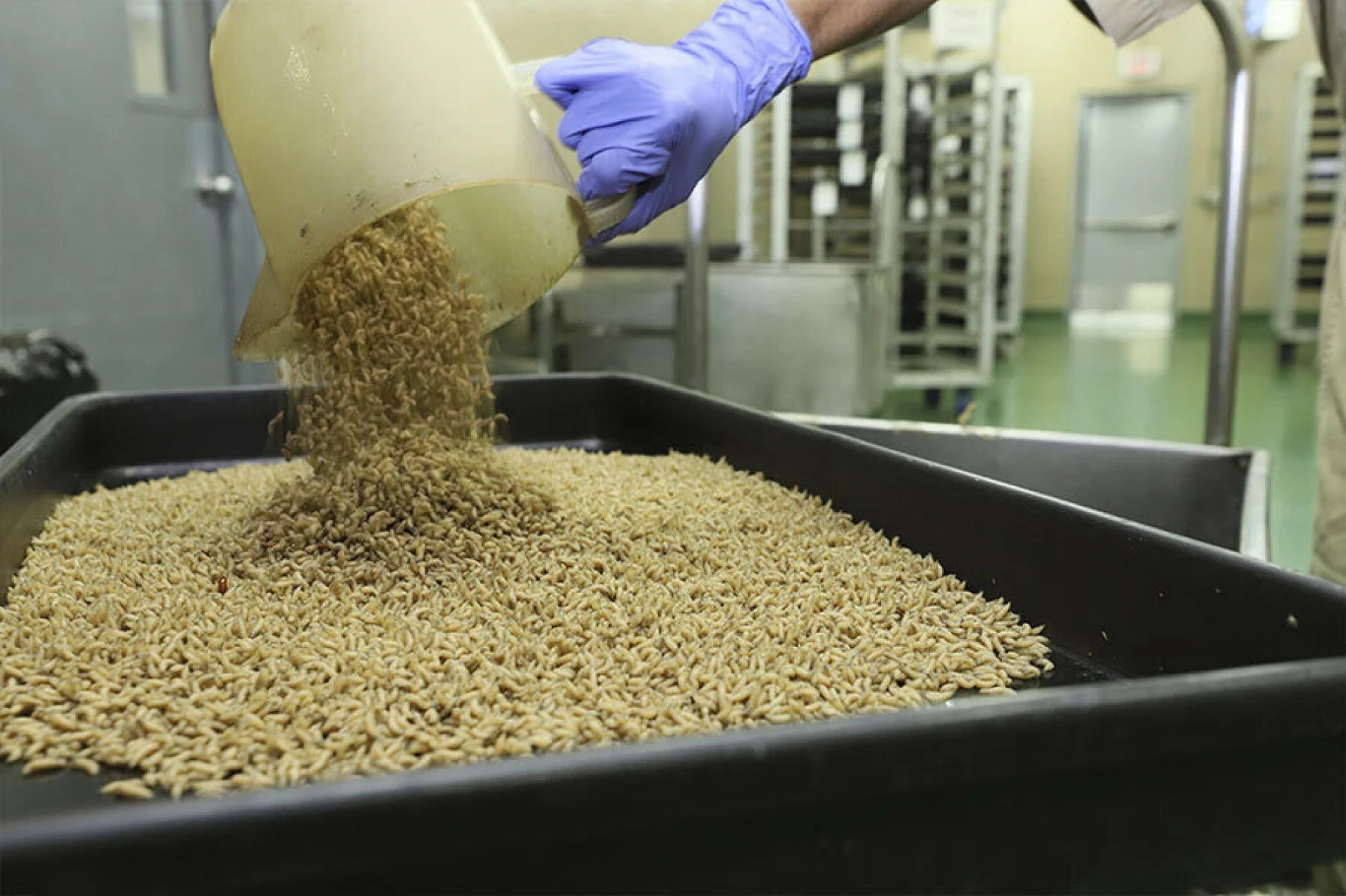 Mucha śrubowa (Cochliomyia hominivorax) Mucha śrubowa (Cochliomyia hominivorax)