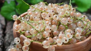 Białą porzeczkę każdy senior powinien włączyć do swojej codziennej diety