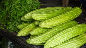 ​Wygląda jak cukinia, smakuje jak melon. Spróbuj, a przekonasz się, że lepszego ogórka nie jadłeś
