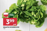Sałata w doniczce Polski