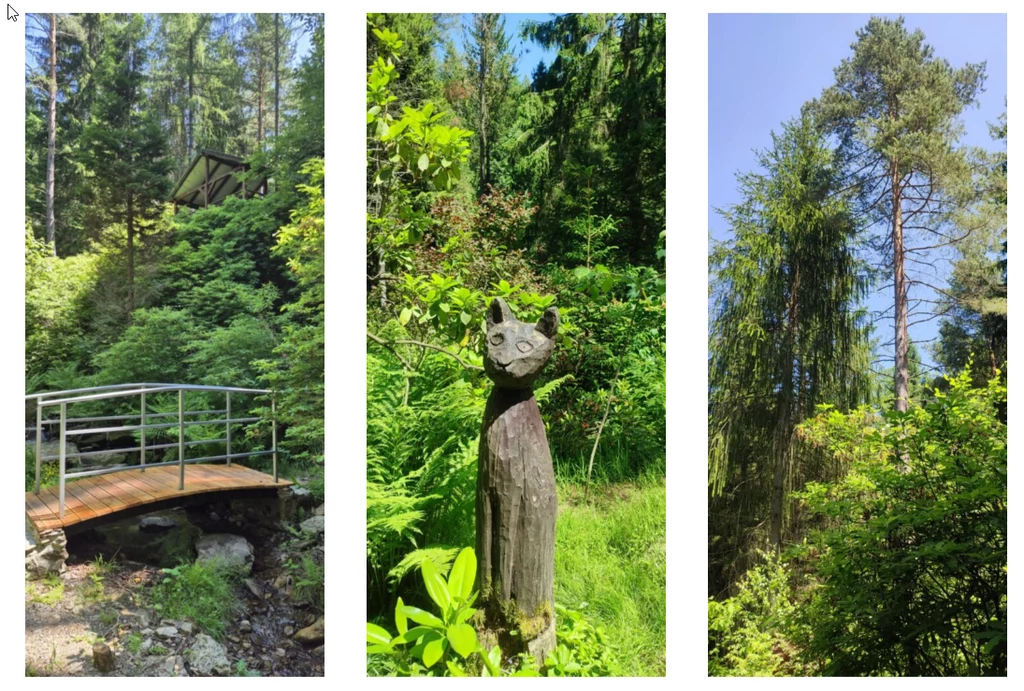 Arboretum w Lądku - Zdroju Drewniany mostek nad potokiem, rzeźba kota wykonana z drewna oraz wysokie sosny otoczone bujną zielenią letniego lasu.