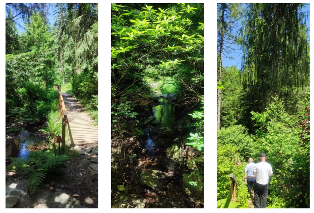 W Arboretum w Lądku-Zdroju odpoczniemy od zgiełku miasta Drewniany mostek prowadzący przez leśny strumień, gęsta zieleń liści, kamienie porośnięte mchami, dwie osoby schodzące leśną ścieżką wśród wysokich drzew iglastych.