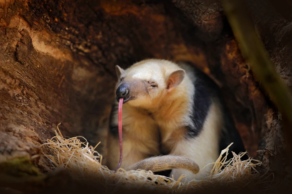 Tamandua jest mrówkojadem nadrzewnym Tamandua jest mrówkojadem nadrzewnym