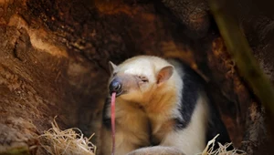Niezwykły dziwak z pazurami urodził się w polskim zoo. Co to w ogóle jest?