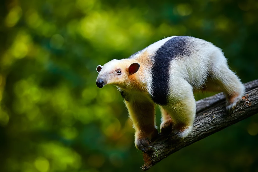 Tamandua to mrówkojad żyjący na drzewach Tamandua z charakterystycznym biało-czarnym futrem stojący na pochylonym drzewie, w tle rozmyta, zielona dżungla.