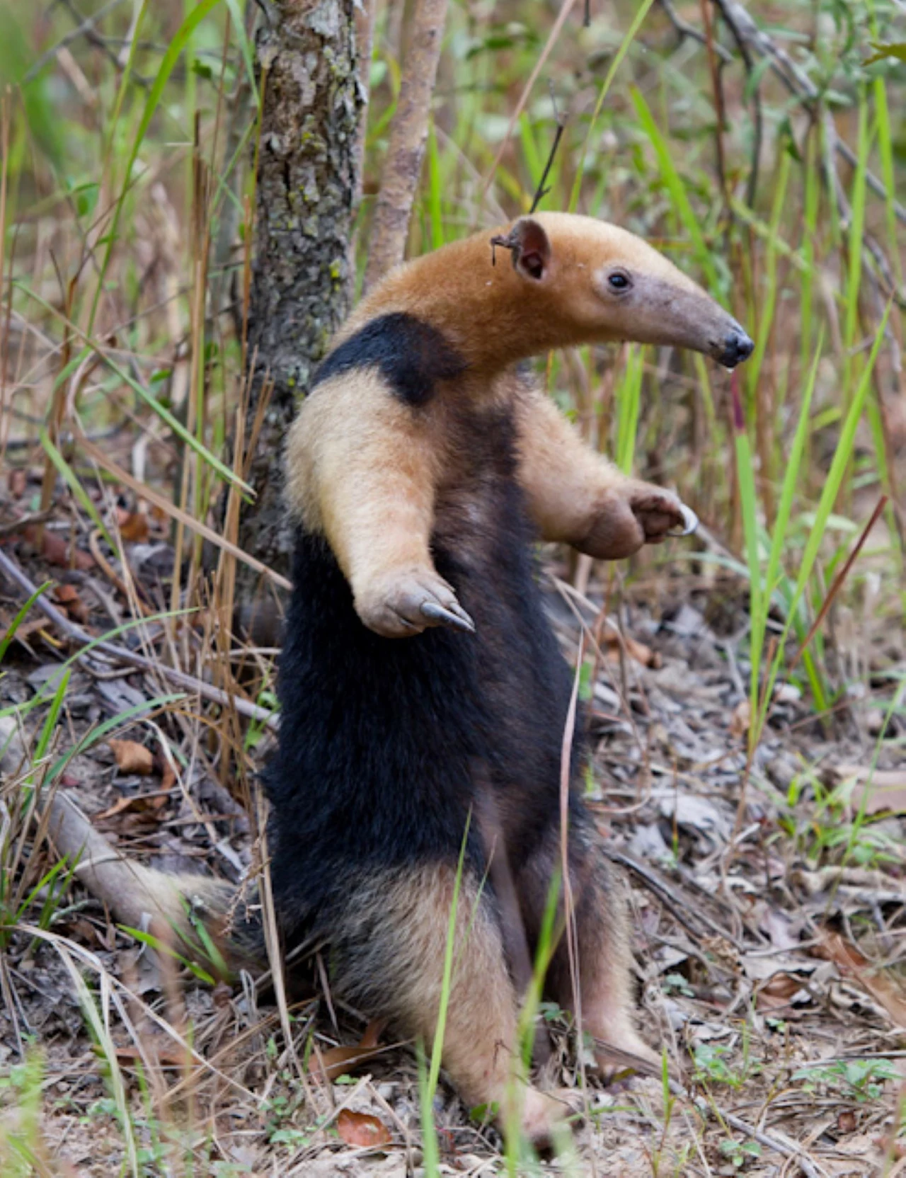 Tamandua południowa broni się wielkimi pazurami Tamandua stojący na tylnych łapach wśród dzikiej roślinności, otoczony trawami i suchymi liśćmi, z wyraźnie widocznym żółto-czarnym futrem oraz charakterystycznym wydłużonym pyskiem.