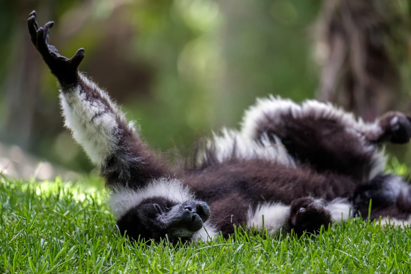 Wari czarno-biały to największy lemur Madagaskaru Lemur leżący na trawie z wyciągniętą wysoko jedną łapą, odpoczywający w promieniach słońca, otoczony zielonym, rozmytym tłem.