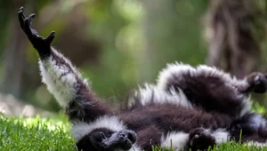 Wielka radość w polskim zoo. Urodziły się trzy krytycznie zagrożone unikaty