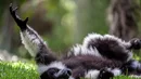 Wari czarno-biały to największy lemur Madagaskaru