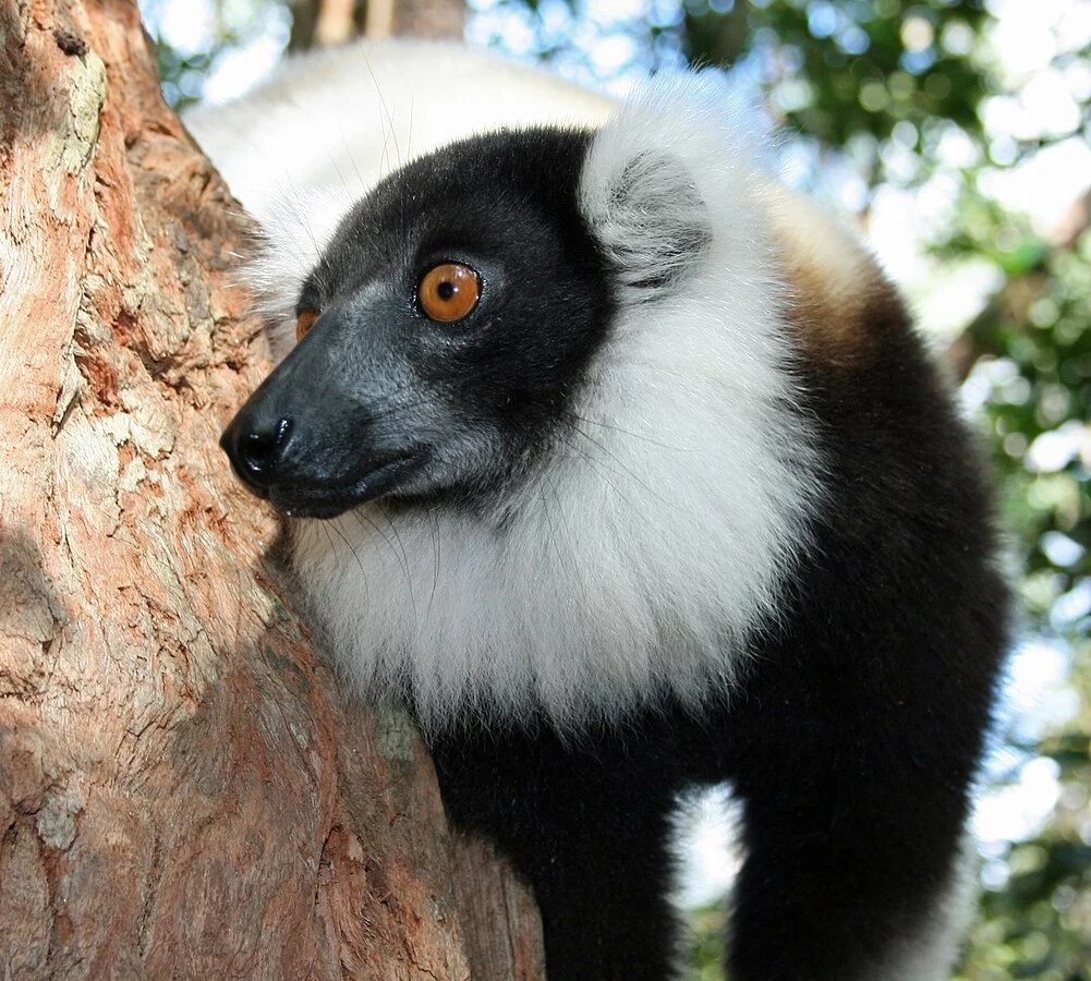Wari czarno-biały ma charakterystyczną brodę jak św. Mikołaj Lemur o czarno-białym futrze z wyraźnymi, pomarańczowymi oczami siedzący na drzewie, otoczony rozmytym tłem liściastych gałęzi.