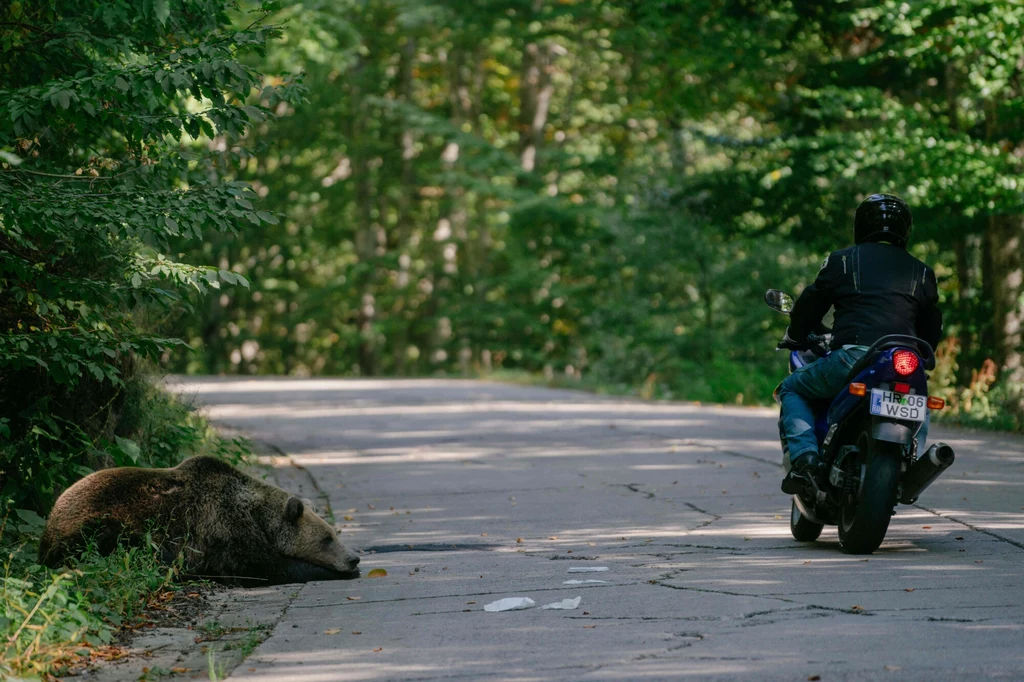 Motocyklista, który zatrzymał się na słynnej Drodze Transfogaraskiej w Rumunii nie przeżył spotkania z niedźwiedziem Motocyklista, który zatrzymał się na słynnej Drodze Transfogaraskiej w Rumunii nie przeżył spotkania z niedźwiedziem