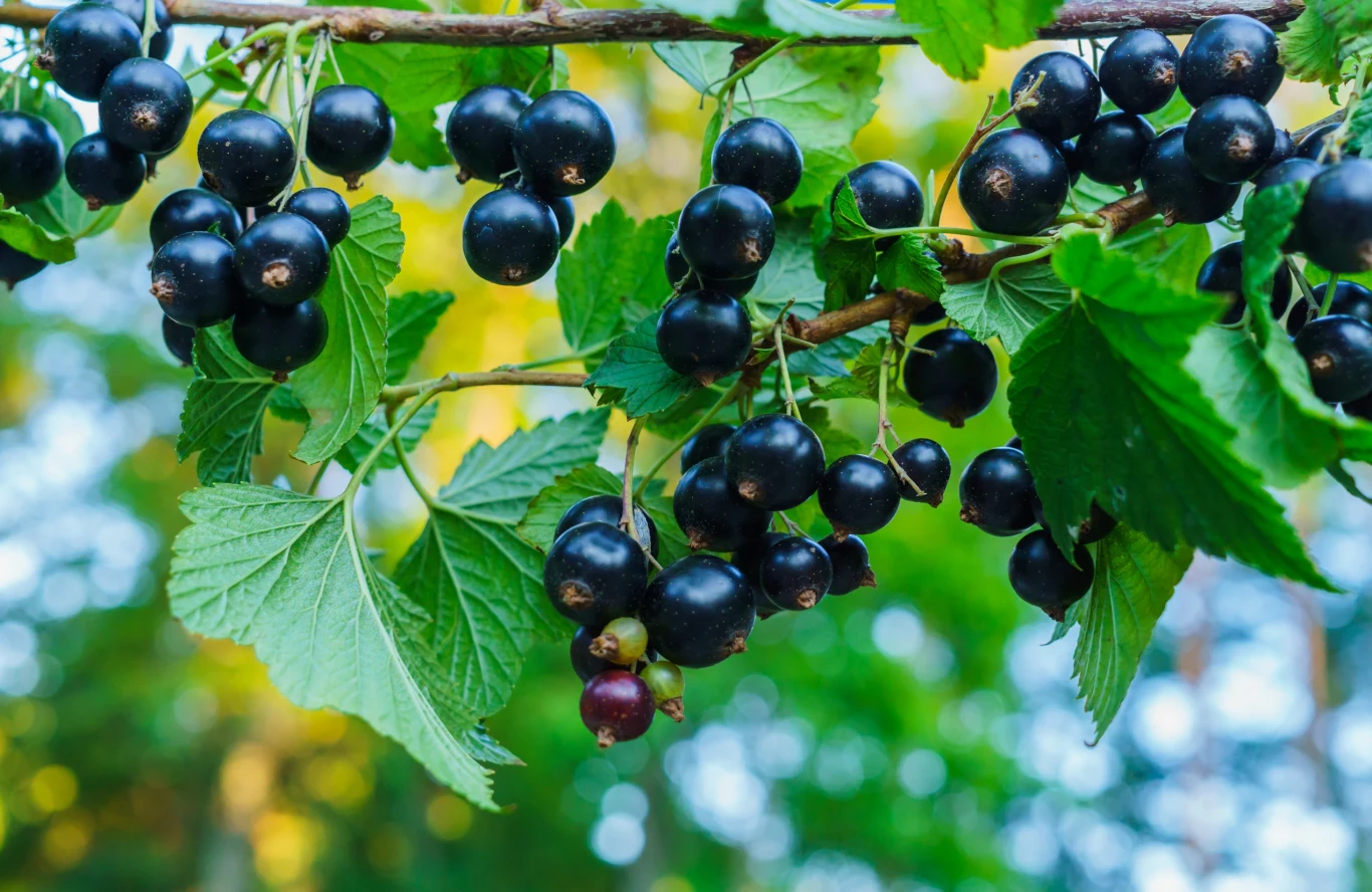 Nie każdy wie, jak cenne są liście tego owocu Nie każdy wie, jak cenne są liście tego owocu