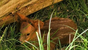 Waży kilogram i jest "przeurocza". Warszawskie zoo szuka dla niej imienia