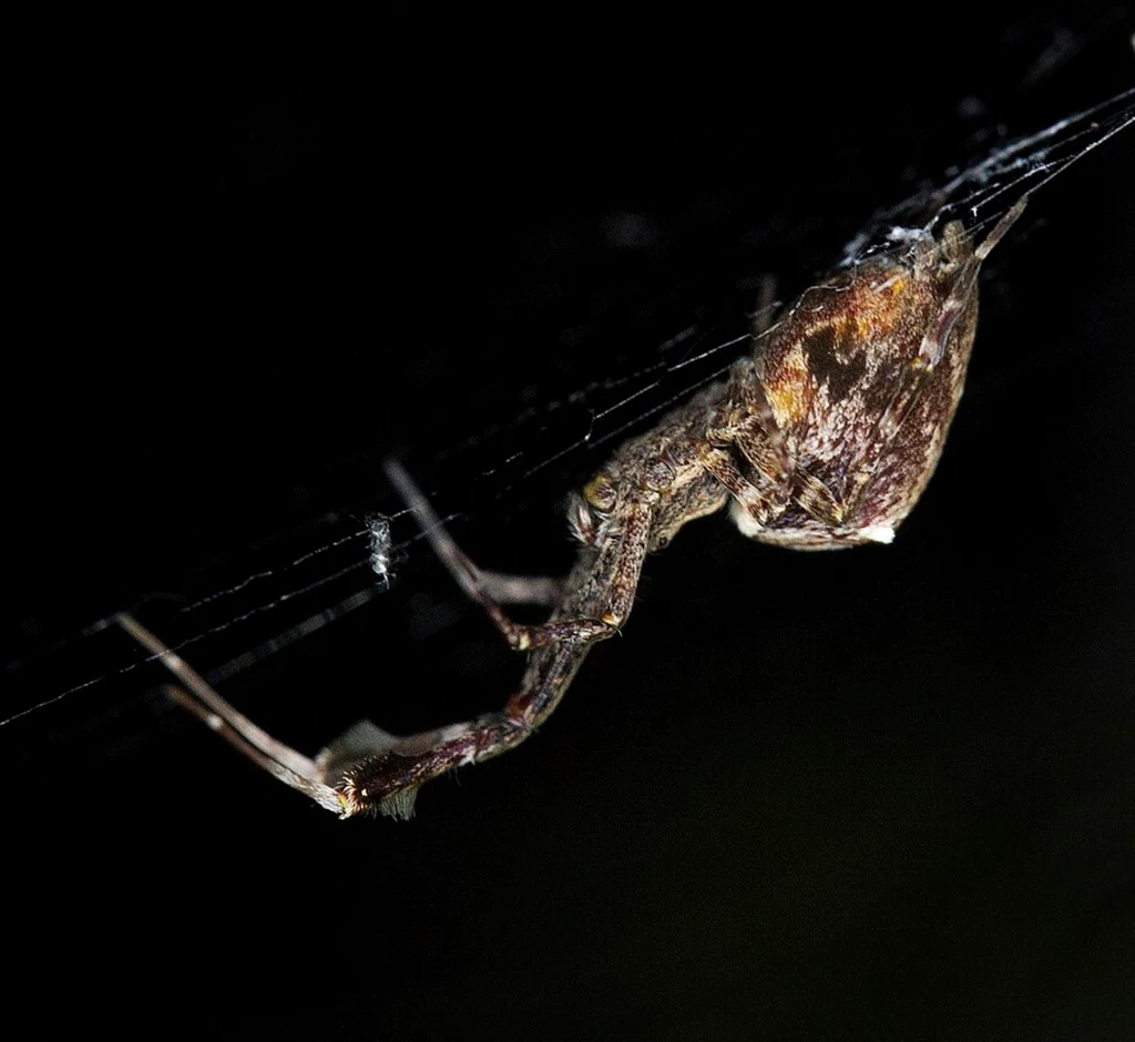 Pająk Uloborus plumipes nie dysponuje jadem, ale ma inny sposób na ofiary Pająk Uloborus plumipes nie dysponuje jadem, ale ma inny sposób na ofiary