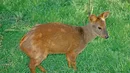 Warszawskie zoo poinformowało na portalach społecznościowych o urodzinach małej pudu