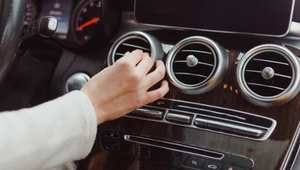 Rośliny w aucie działają cuda. Twoje płuca ci podziękują