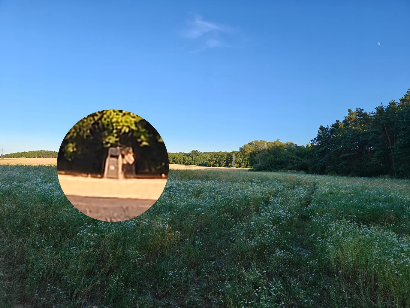 OnePlus Nord 5 ma aparat z 20-krotnym zoomem cyfrowym, ale nie jest to mocna strona kamery. Rozległa łąka z niską trawą i dzikimi kwiatami, otoczona linią drzew, pod niebem bezchmurnym z widocznym księżycem, na pierwszym planie wyszczególniony stary drewniany wychodek stojący w cieniu drzew.