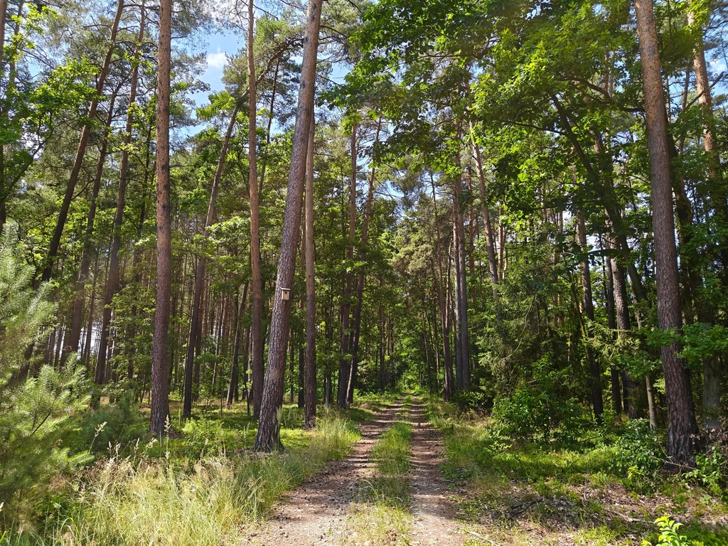 Przykładowe zdjęcie z aparatu modelu OnePlus Nord 5. Leśna droga otoczona wysokimi, sosnowymi drzewami oraz bujną zielenią, promienie słońca przebijają się przez liście, tworząc spokojną, naturalną atmosferę.