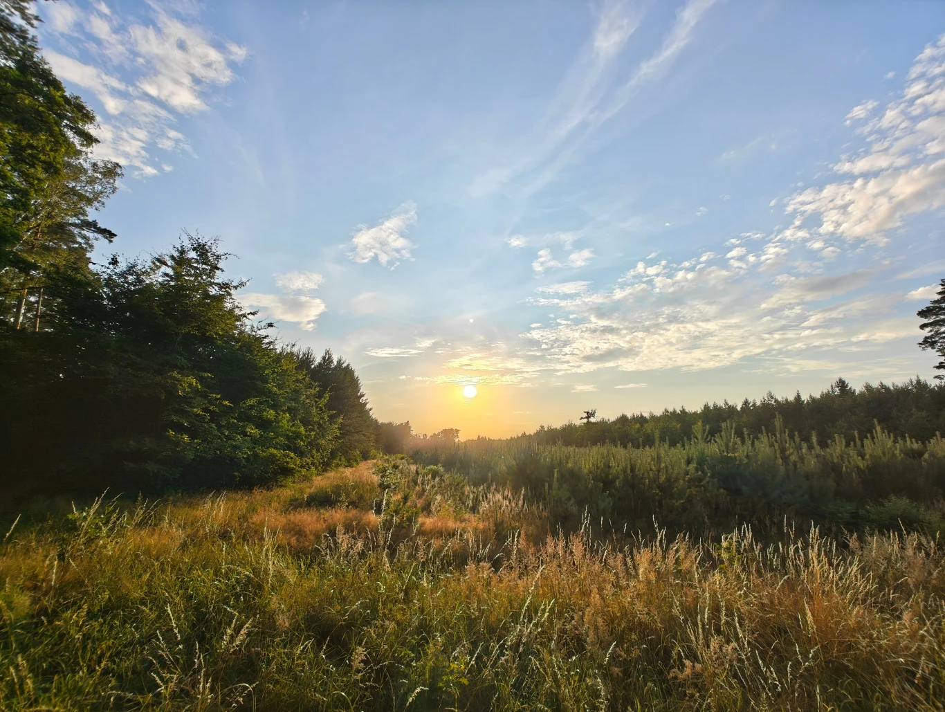 Zachód słońca nad polaną otoczoną drzewami, na niebie widoczne delikatne chmury, trawa oświetlona ciepłym światłem zmierzchu.