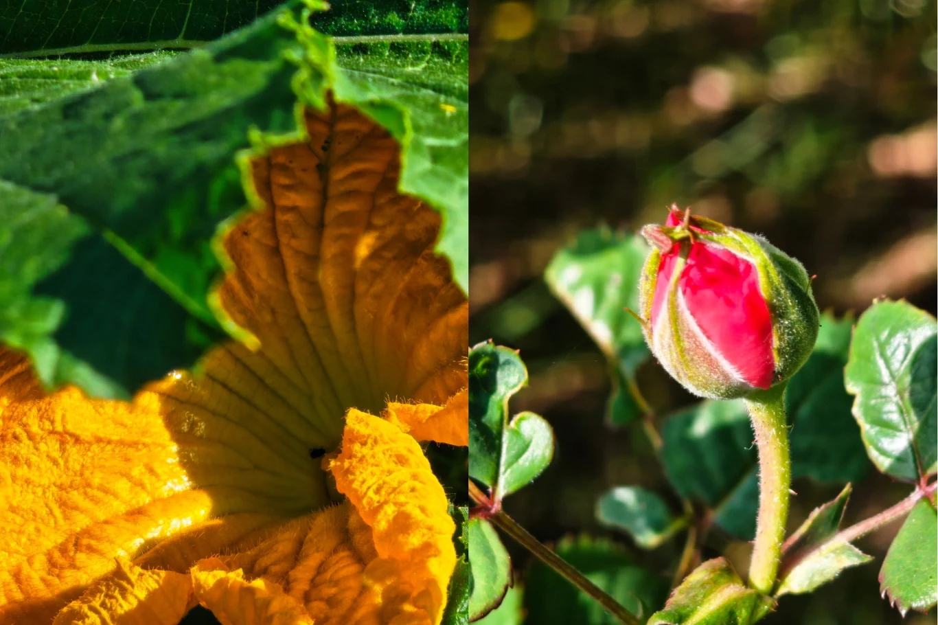 Zbliżenie na intensywnie żółty kwiat dyni z lewej strony oraz pąk czerwonej róży otoczony zielonymi liśćmi z prawej strony zdjęcia.