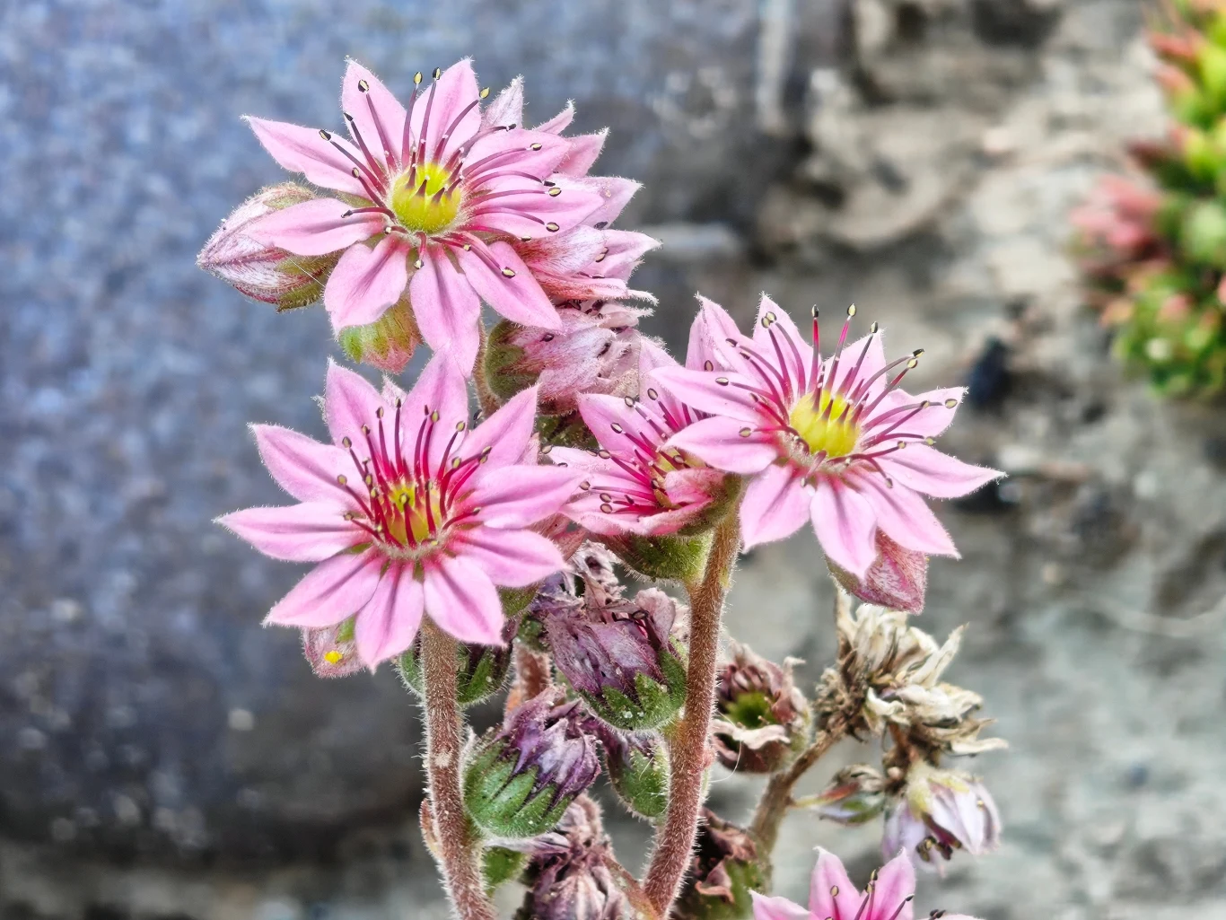 Różowe kwiaty o licznych płatkach oraz intensywnie żółtych pręcikach na środku, rosnące na zielonych łodygach z puszystymi włoskami, na rozmytym tle ziemi i kamienia.