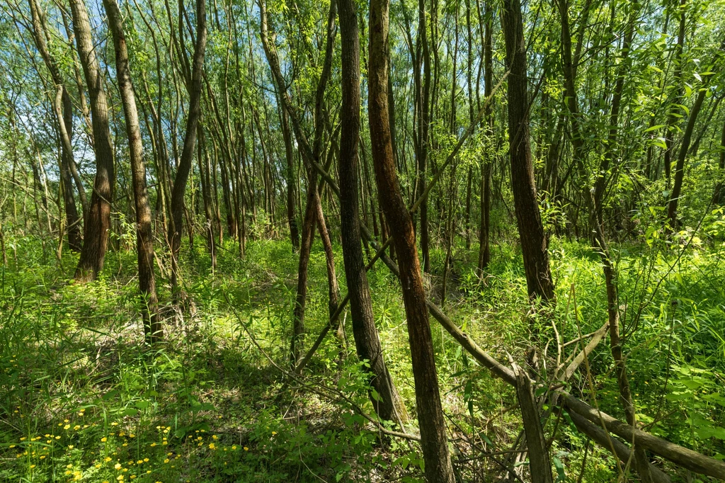 Las łęgowy to prawdziwy skarb przyrodniczy Gęsty las z wysokimi, smukłymi drzewami otoczonymi świeżą, zieloną roślinnością i żółtymi kwiatami wyrastającymi z ziemi. Przebijające się przez liście promienie słoneczne tworzą jasne plamy światła na leśnej ściółce.
