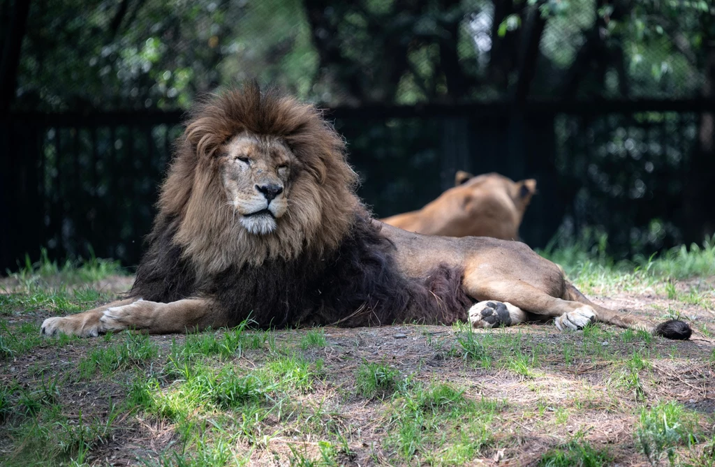 Samiec lwa uciekł z zoo, a następnie zaatakował 53-latka