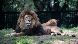 Tajemnicza ucieczka z tureckiego zoo. Samiec lwa zaatakował 53-latka 