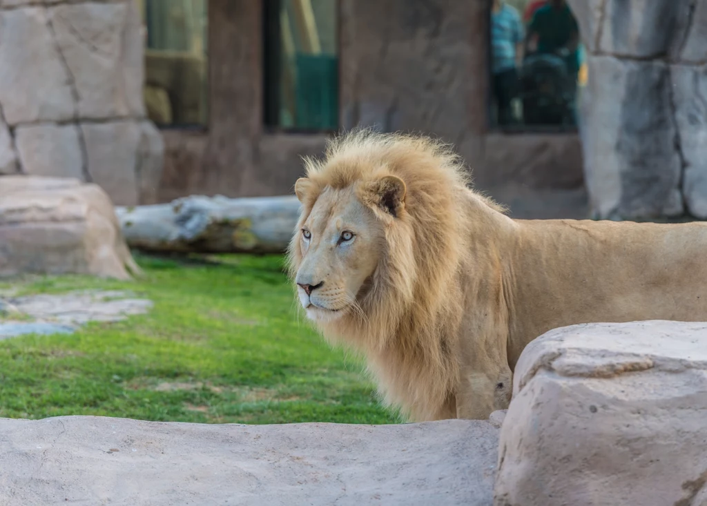 Lew w zoo Lew w zoo