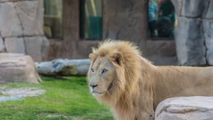 Z zoo wydostał się lew. Rzucił się na śpiącego mężczyznę