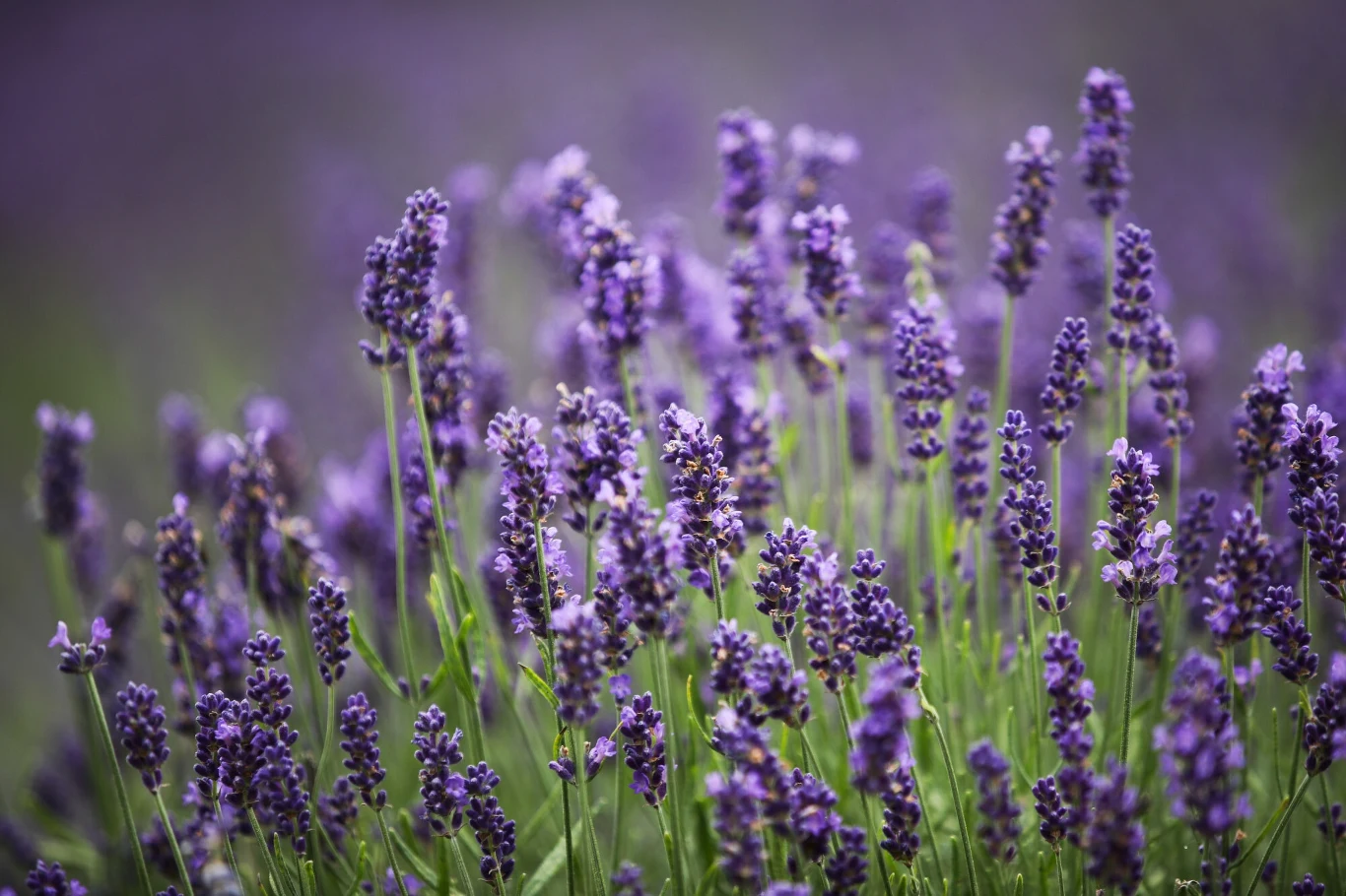 Fioletowe kwiaty lawendy w pełnym rozkwicie na tle rozmytego zielonego pola, dominują bujne, gęsto rosnące łodygi i kwiatostany.