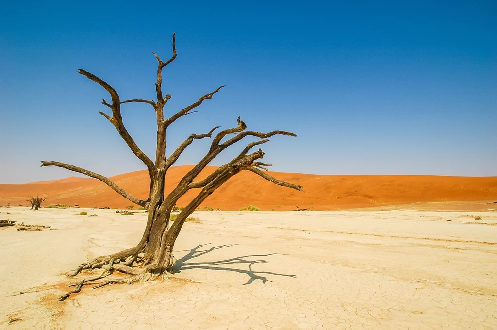 Namibia to kraj pustyń, ale nie tylko. To wielka różnorodność przyrodnicza Suchy, martwy pień drzewa stoi na spękanej, jasnej ziemi pośród pustynnego krajobrazu z niskimi pomarańczowymi wydmami w tle, pod czystym, niebieskim niebem.