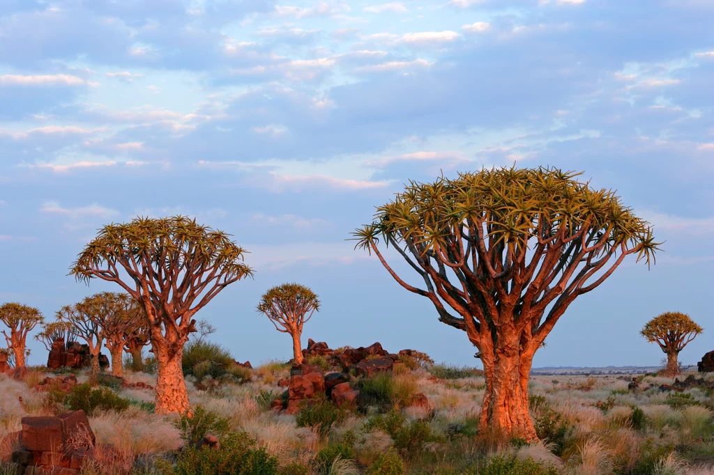 Namibia to państwo niesamowitych krajobrazów Grupa aloesów drzewiastych rośnie na półpustynnym terenie, otoczona suchą roślinnością i rozproszonymi skałami, pod niebem pokrytym chmurami o świcie lub zmierzchu.