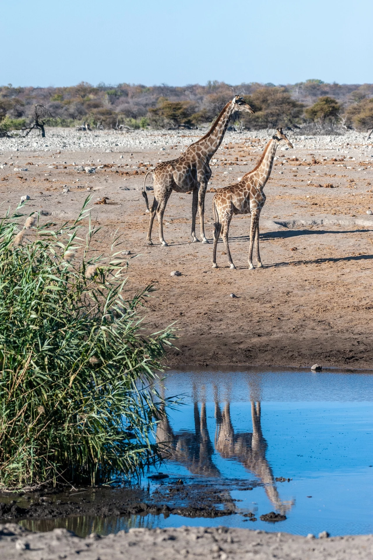 Bogactwo przyrodnicze Namibii jest bardzo duże Dwie żyrafy stoją przy wodopoju na suchym, otwartym terenie sawanny, ich odbicie widoczne jest w spokojnej tafli wody, na pierwszym planie roślinność wodna