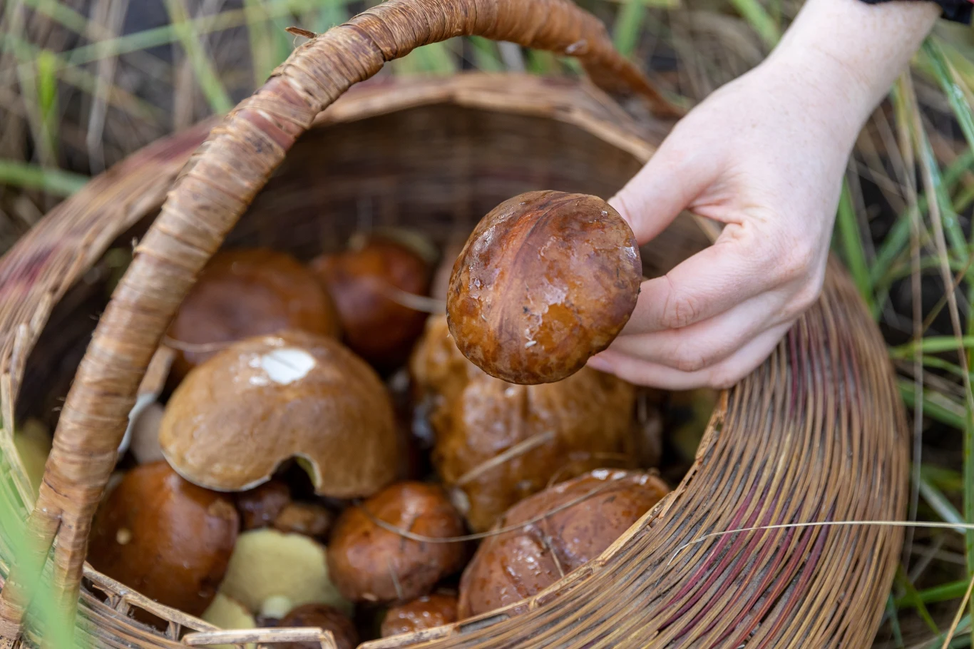 Wybierz się na grzyby do tych lasów w okolicach Kołobrzegu. Udane grzybobranie masz niemal jak w banku. 