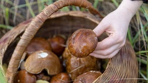 Grzybów jest tyle, że można się na nich potknąć. Grzybiarze z tego uzdrowiska zacierają ręce 