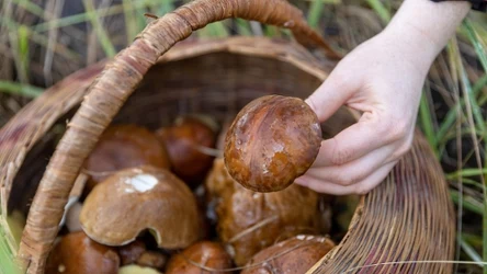 Wybierz się na grzyby do tych lasów w okolicach Kołobrzegu. Udane grzybobranie masz niemal jak w banku. 