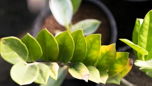 Liście zamiokulkasa żółkną? Kwiaciarka podpowiada, jak go uratować