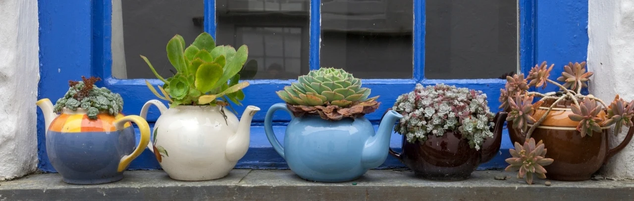 Wybrakowane lub podniszczone imbryki idealnie odnajdą się w roli rustykalnych osłonek na sukulenty