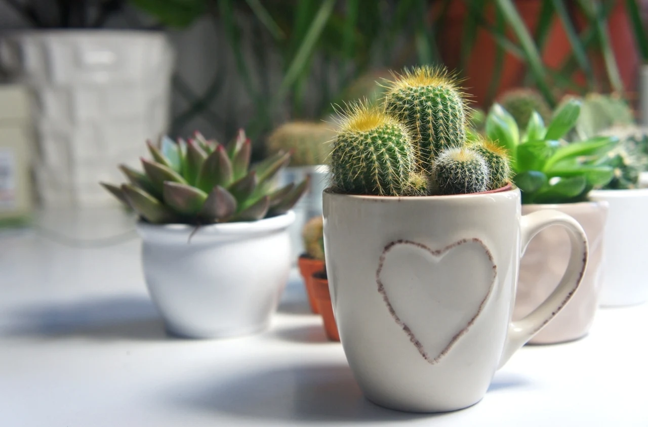 Pęknięty kubek? Może jeszcze posłużyć jako dekoracyjna osłonka dla kaktusów