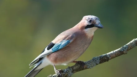 Źródło: Autorstwa I, Luc Viatour, CC BY-SA 3.0, https://commons.wikimedia.org/w/index.php?curid=5933620