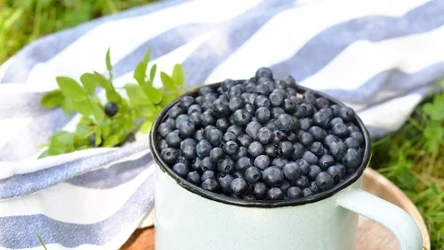 Dlaczego jagody szybko się psują? Trzeba zwrócić uwagę na te szczegóły.