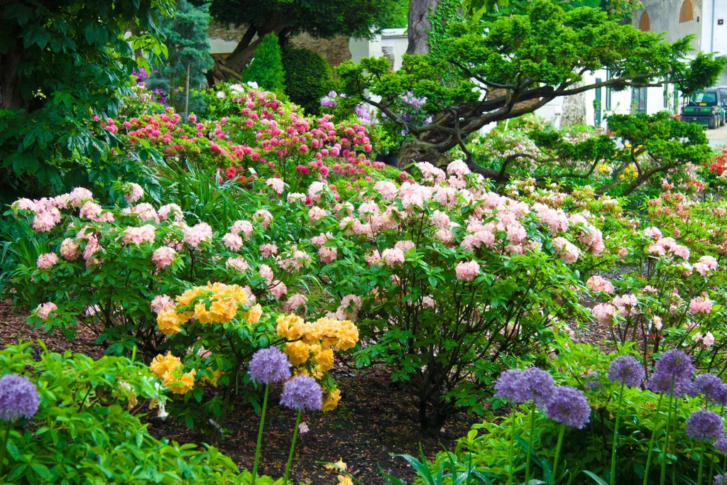 Kwitnące okazy w arboretum wyglądają bajkowo Kolorowy ogród pełen kwitnących rododendronów w odcieniach różu, żółci i fioletu, otoczony bujną zielenią oraz efektownymi drzewkami o rozłożystych koronach.
